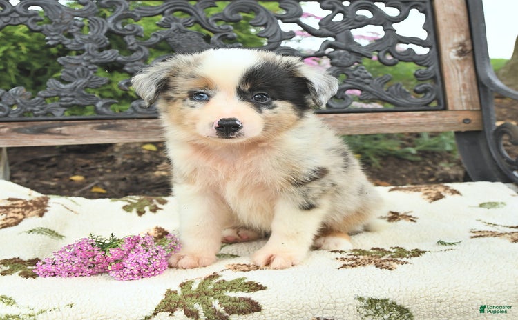 Miniature Australian Shepherd dogs for sale - Ad 4