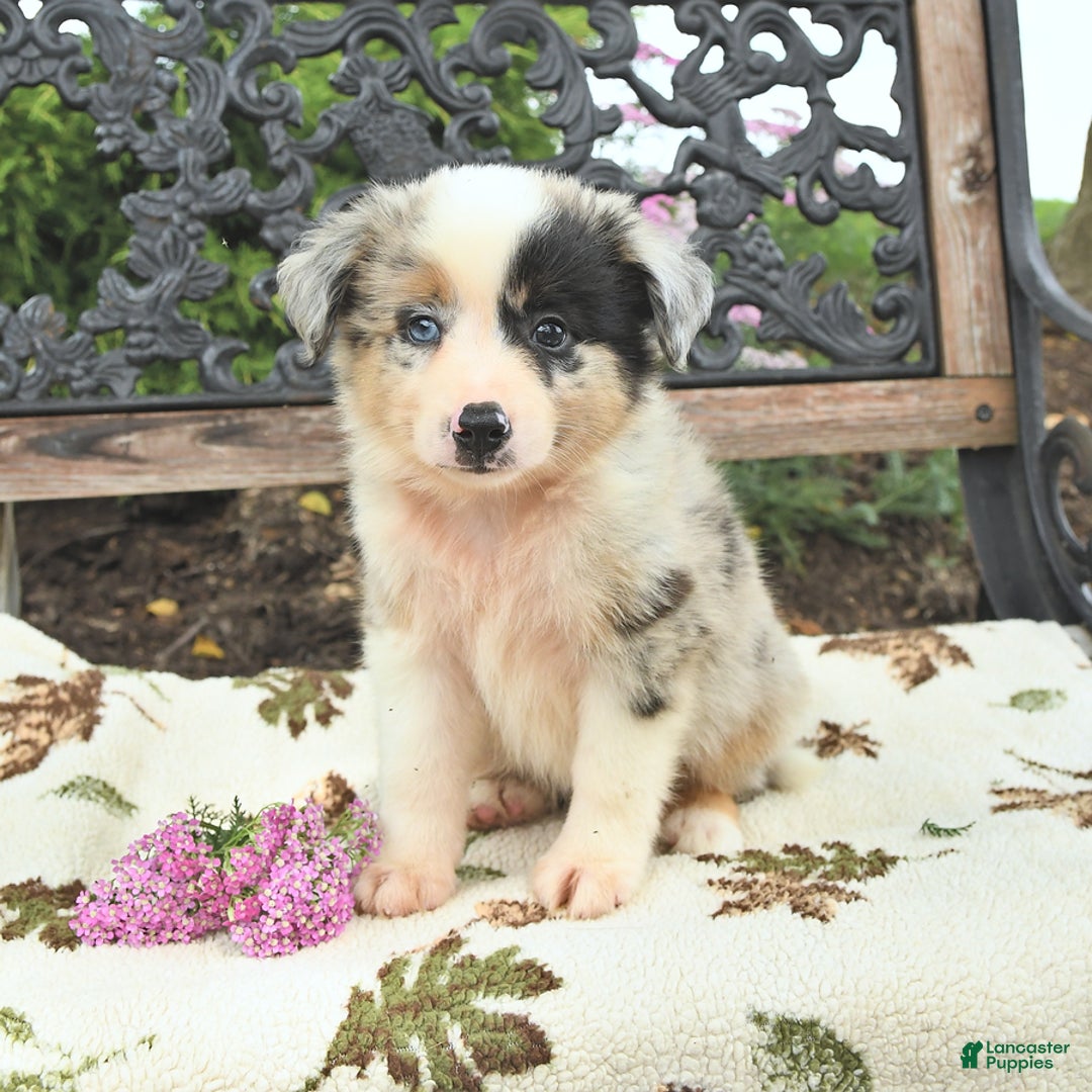 Miniature Australian Shepherd dogs for sale: Rusty - Image 1
