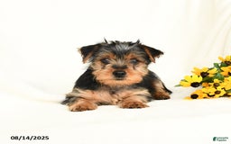 Yorkshire Terrier dogs for sale: Windy - Image 2