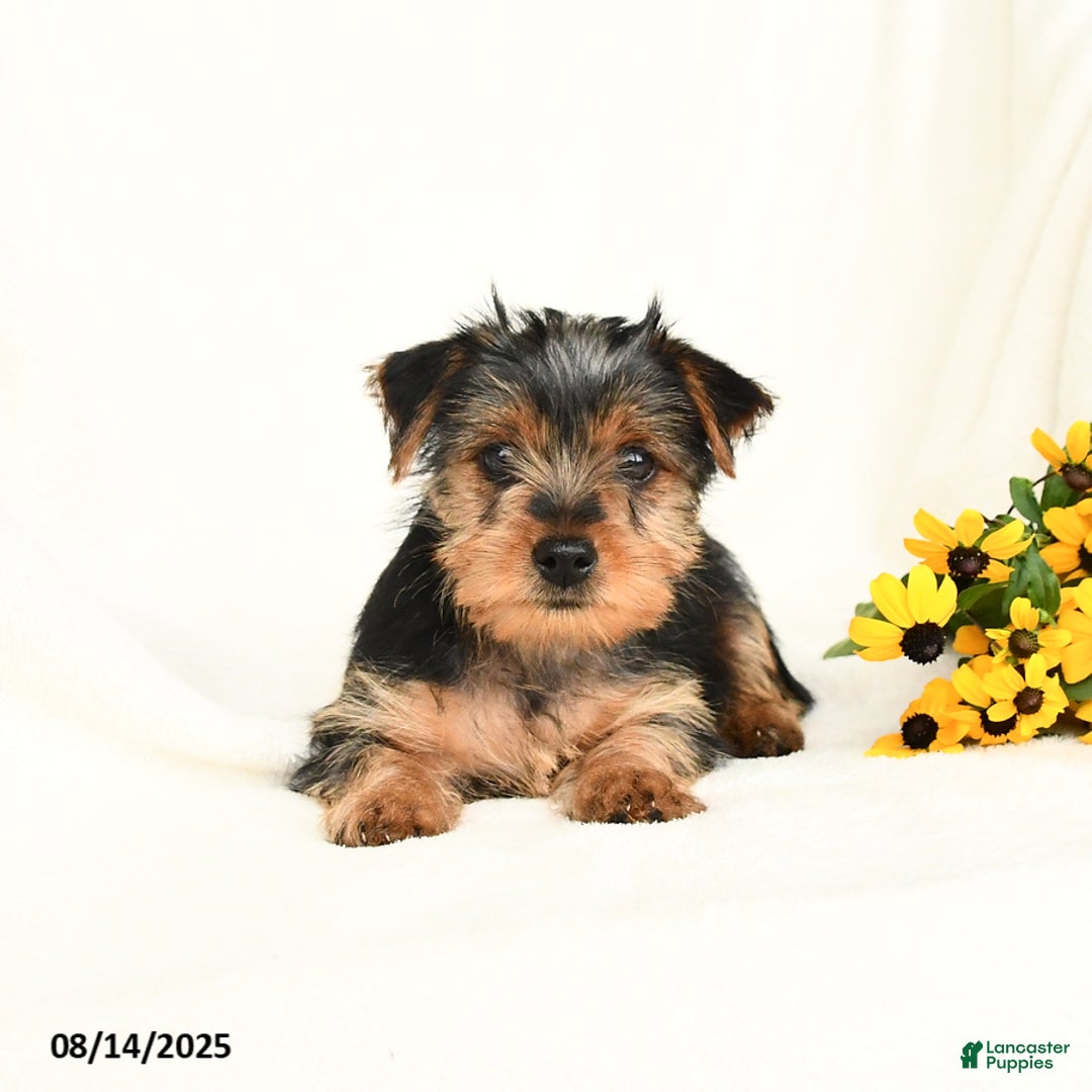 Yorkshire Terrier dogs for sale: Windy - Image 2