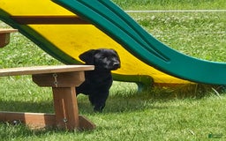 Labrador Retriever dogs for sale: Clover - Image 3
