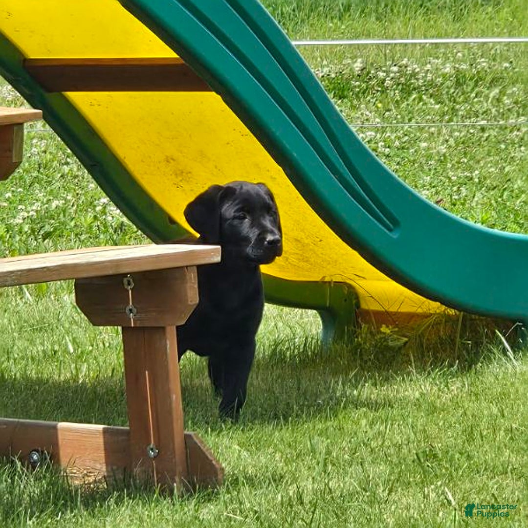 Labrador Retriever dogs for sale: Clover - Image 3