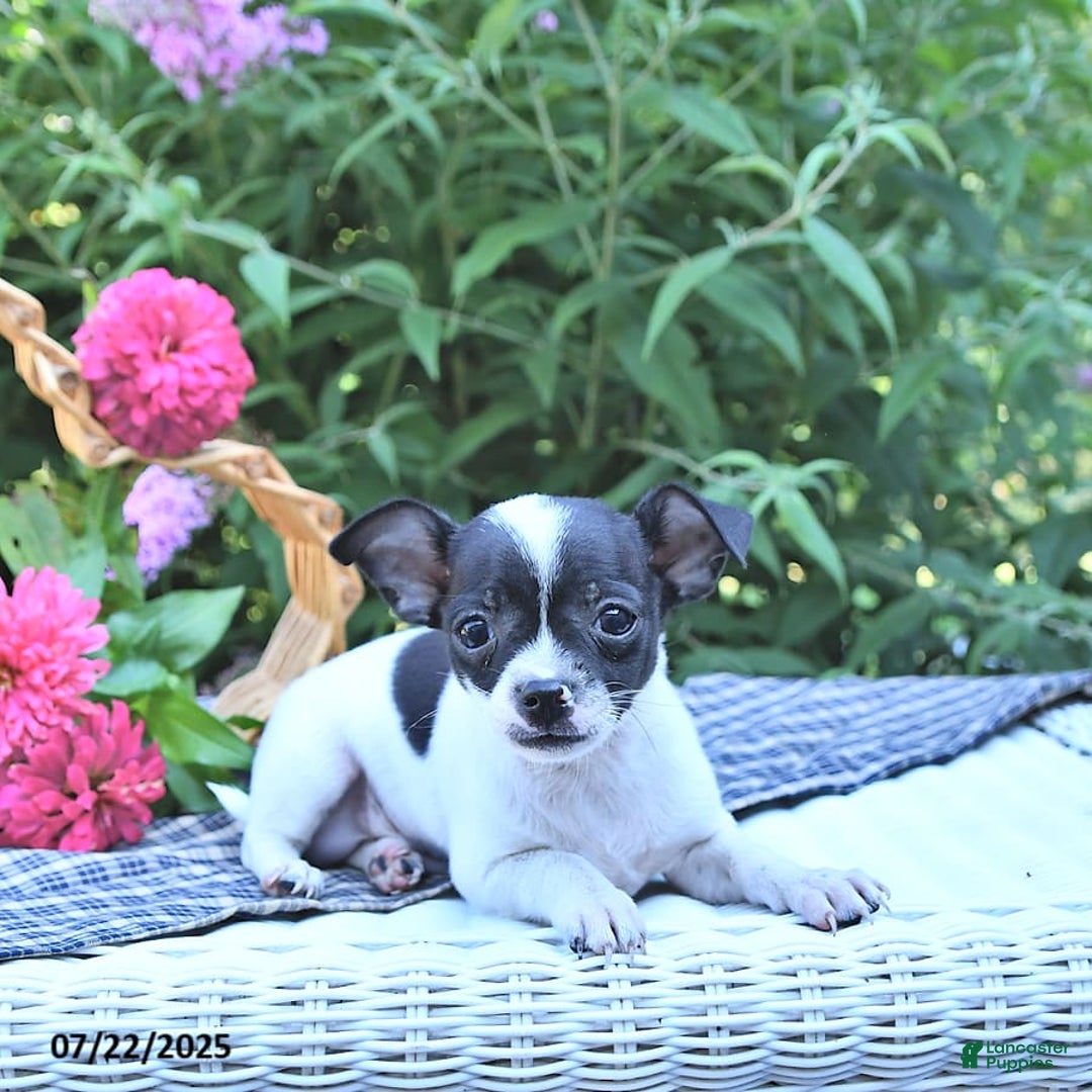 Chihuahua dogs for sale: Zimmer - Image 8