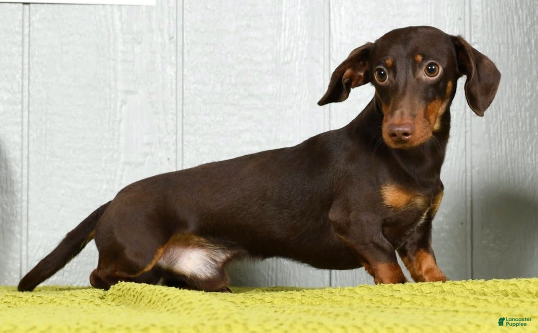 Miniature Dachshund dogs for sale: Dora - Image 11