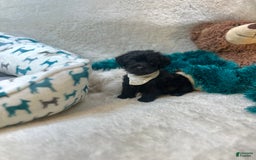 Morkie dogs for sale: Asa - Image 3