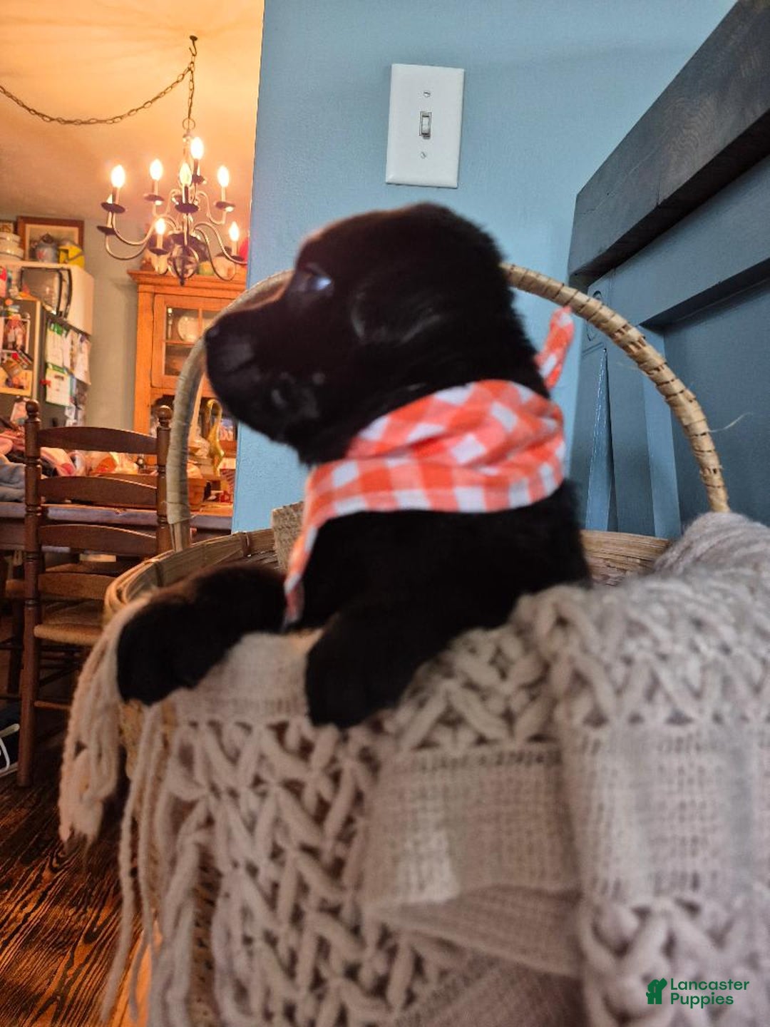 Labrador Retriever dogs for sale: Michael Scott - Image 3