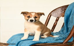 Australian Cattle Dog dogs for sale: Chester - Image 1