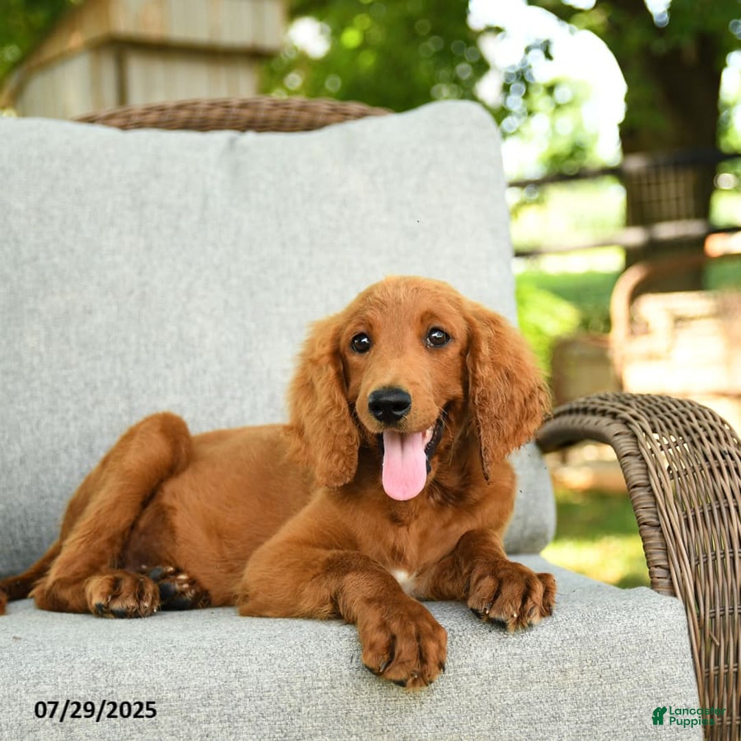 Goldendoodle dogs for sale: Sophie - Image 4