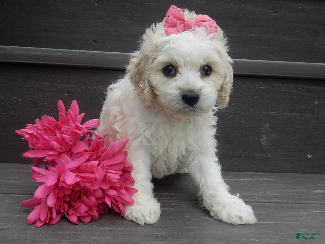 Cockapoo dogs for sale: Scarlet - Image 3