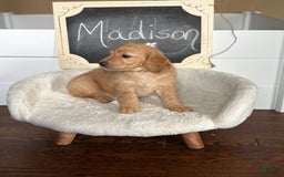 Goldendoodle dogs for sale: Madison - Image 3