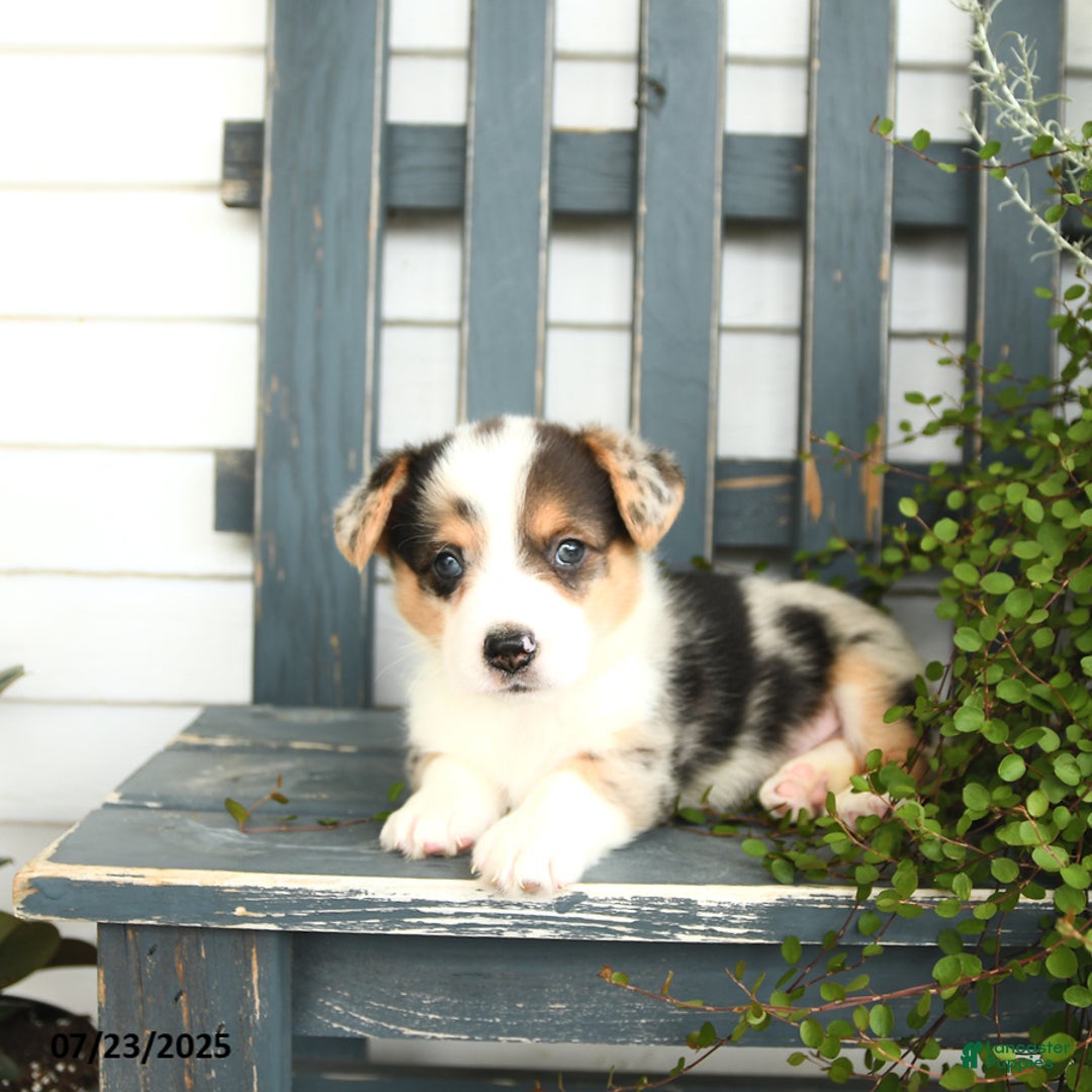 Welsh Corgi Pembroke dogs for sale: Jackson - Image 3