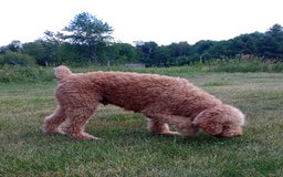 Goldendoodle dogs for sale: Grey - Image 3