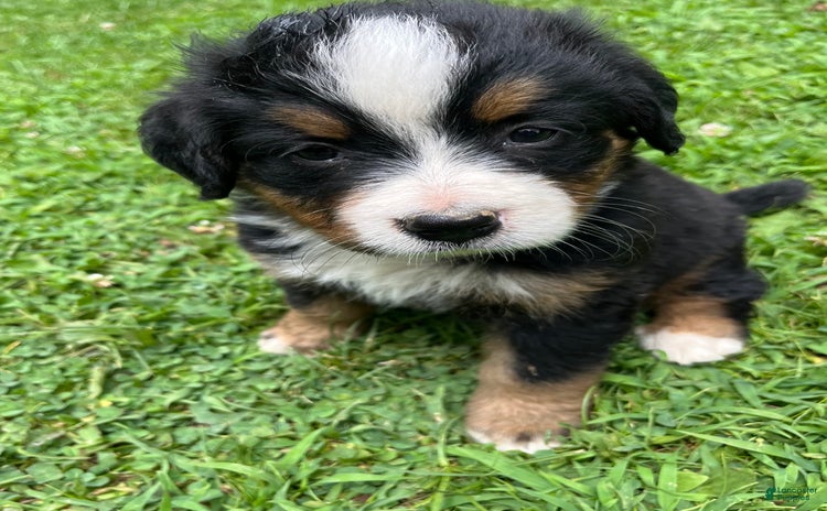 Bernese Mountain Dog dogs - Advert 11