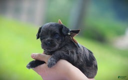 Cockapoo dogs for sale: Yukon - Image 3