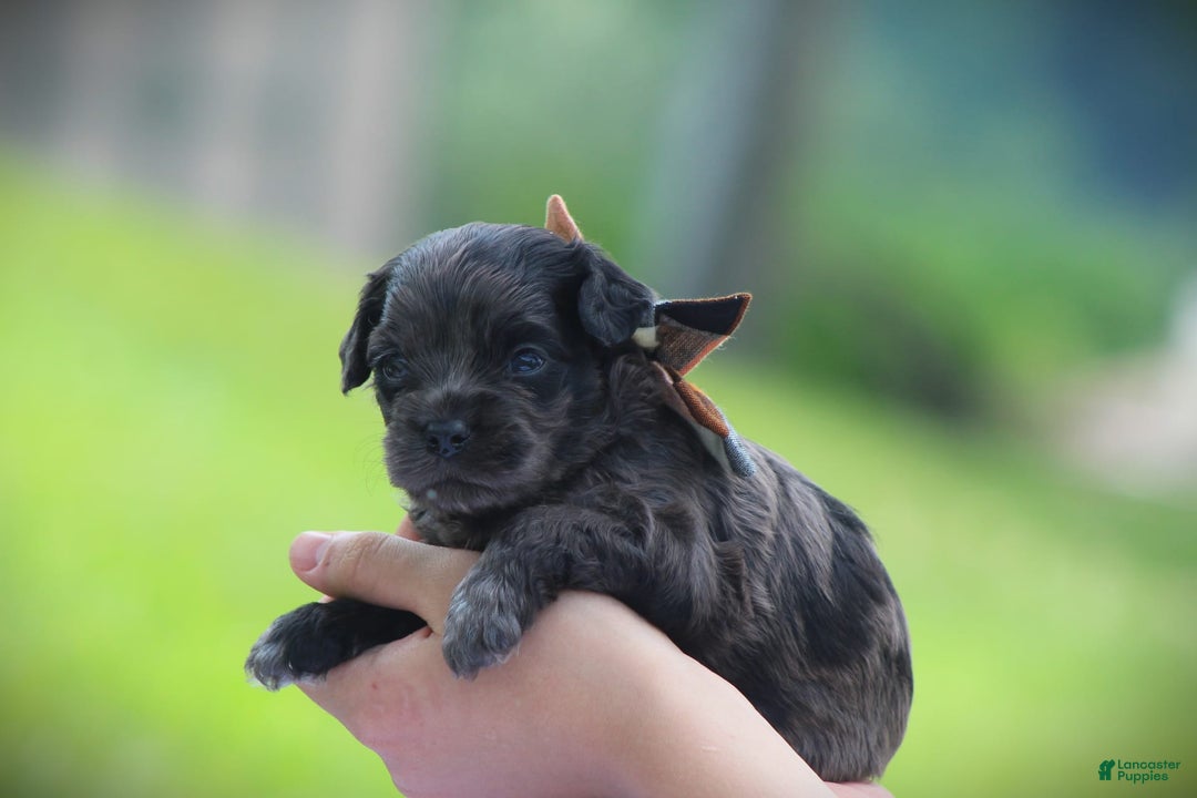 Cockapoo dogs for sale: Yukon - Image 3