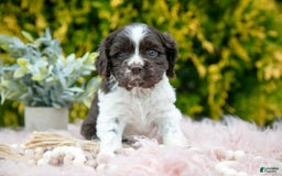 Cocker Spaniel dogs for sale: Darcy - Image 5