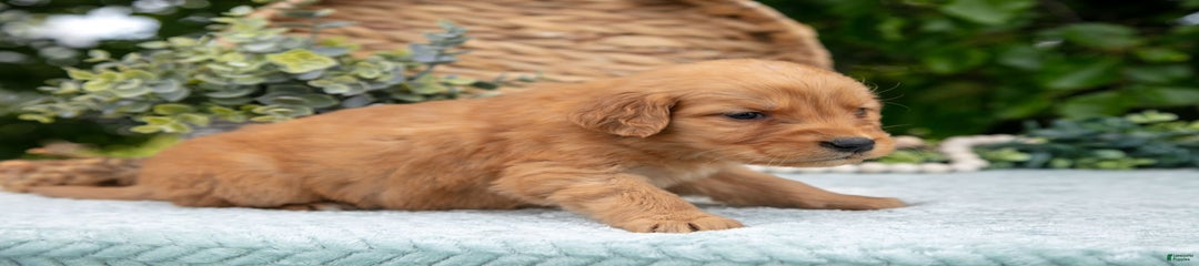 Dixie