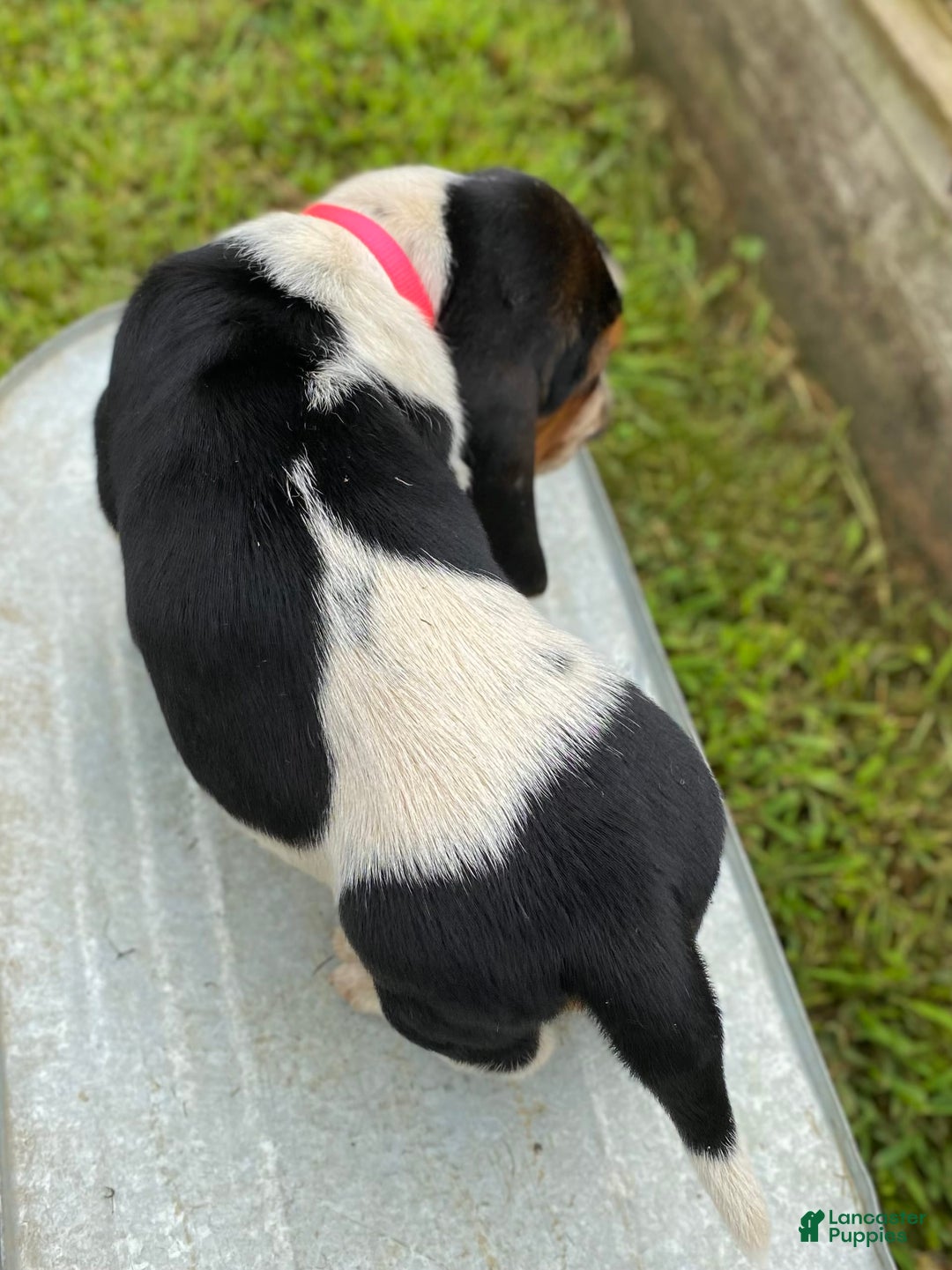 Basset Hound dogs for sale: Sally - Image 6