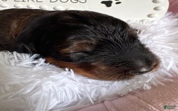 Bernedoodle dogs for sale: Dark Brown Sable Girl - Image 1