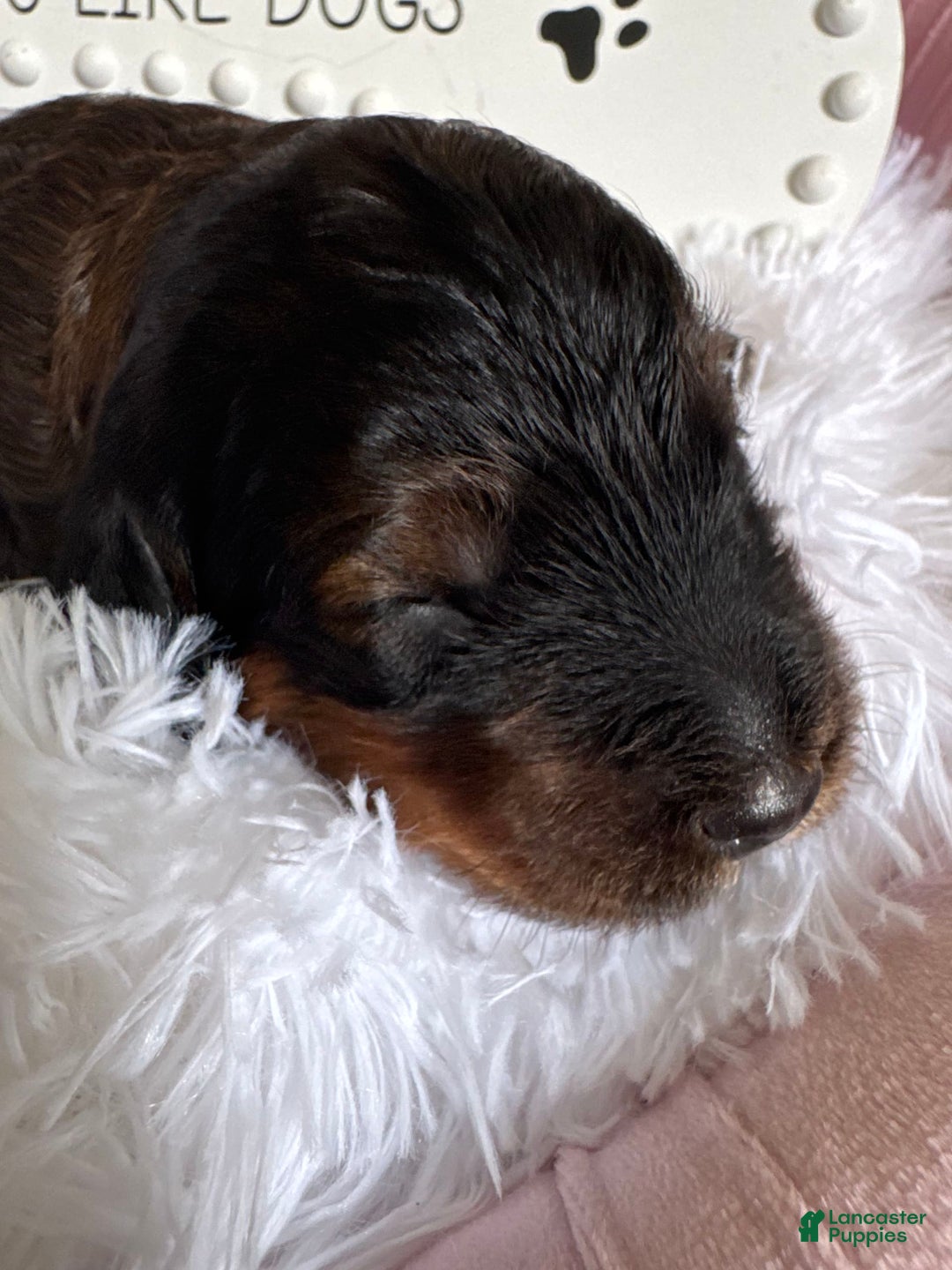 Bernedoodle dogs for sale: Dark Brown Sable Girl - Image 1