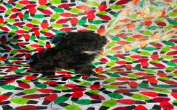 Miniature Poodle dogs for sale: Maxs - Image 3