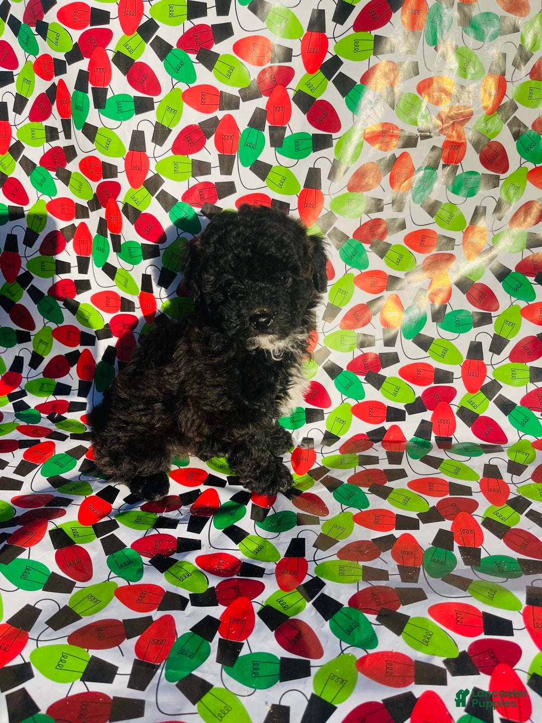 Miniature Poodle dogs for sale: Maxs - Image 3