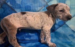 Dogo Argentino dogs for sale: Titan - Image 3
