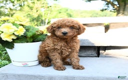 Miniature Poodle dogs for sale: Eddie - Image 2