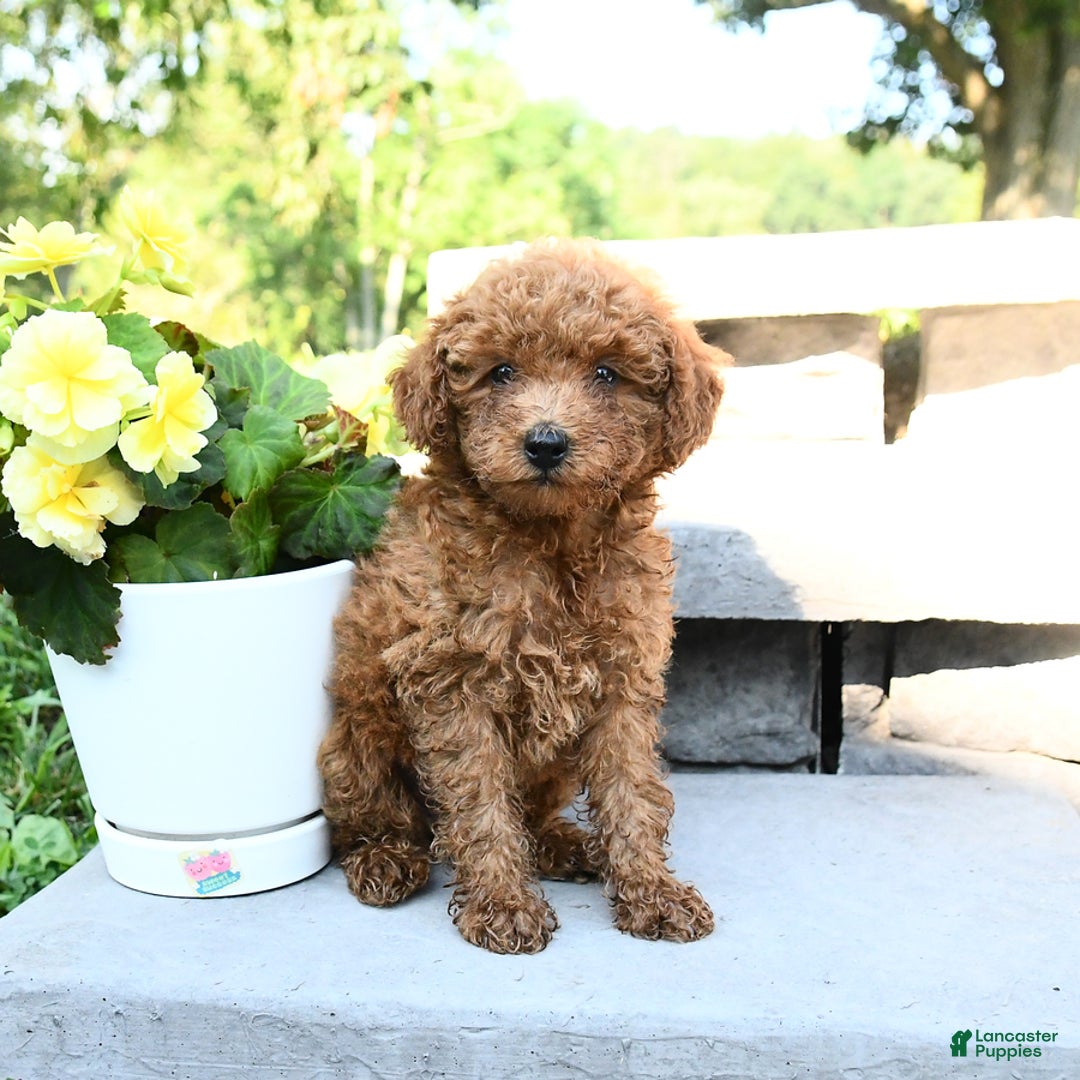 Miniature Poodle dogs for sale: Eddie - Image 2