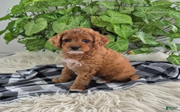 Cockapoo dogs for sale: Willow - Image 1