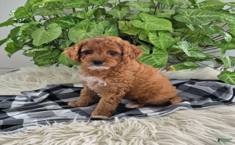 Cockapoo dogs for sale - Ad 2