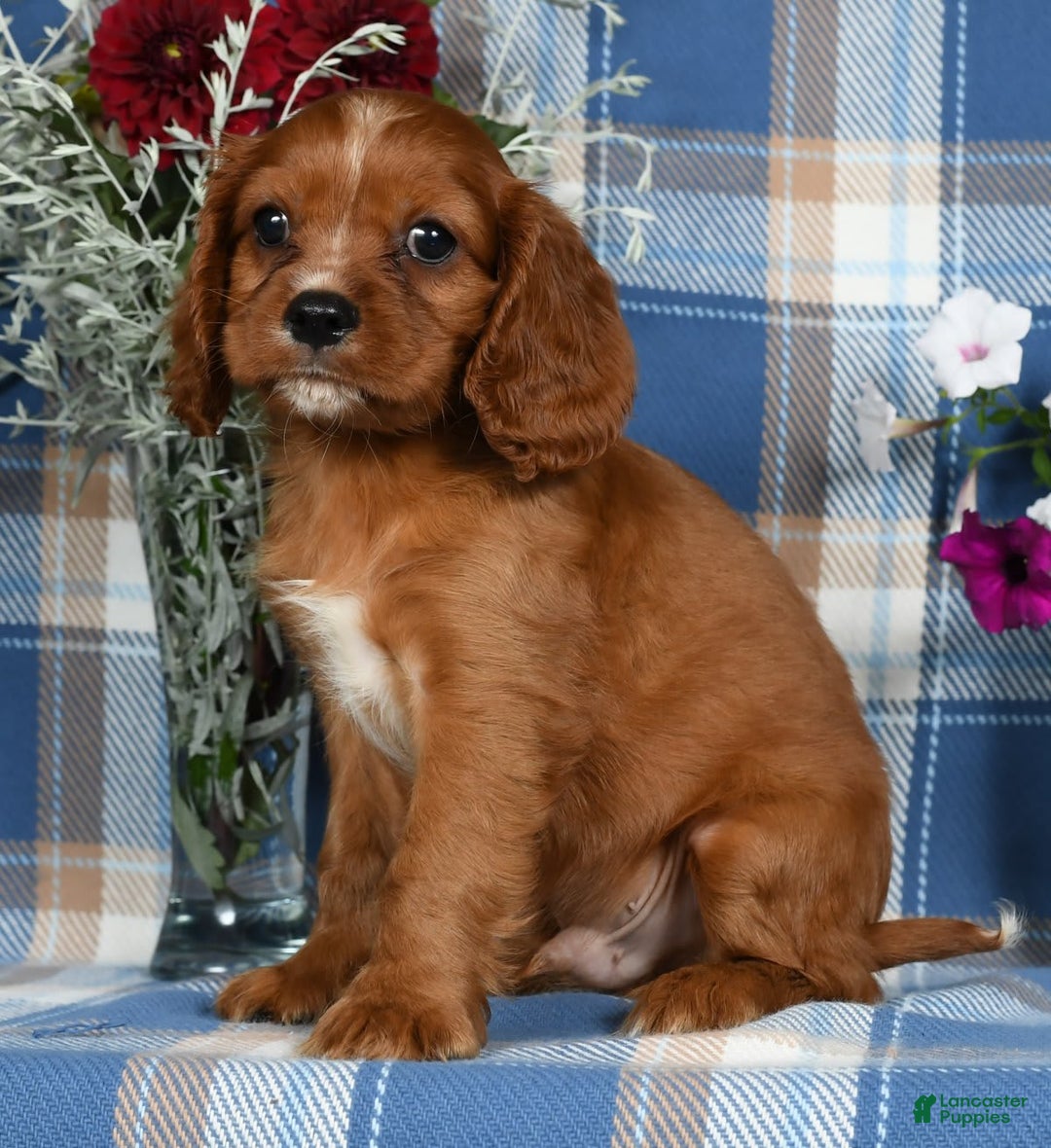 Cavalier King Charles Spaniel dogs for sale: August - Image 3