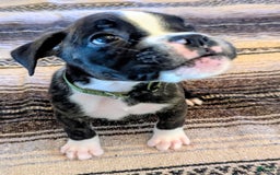 Boxer dogs for sale: Brody - Image 2