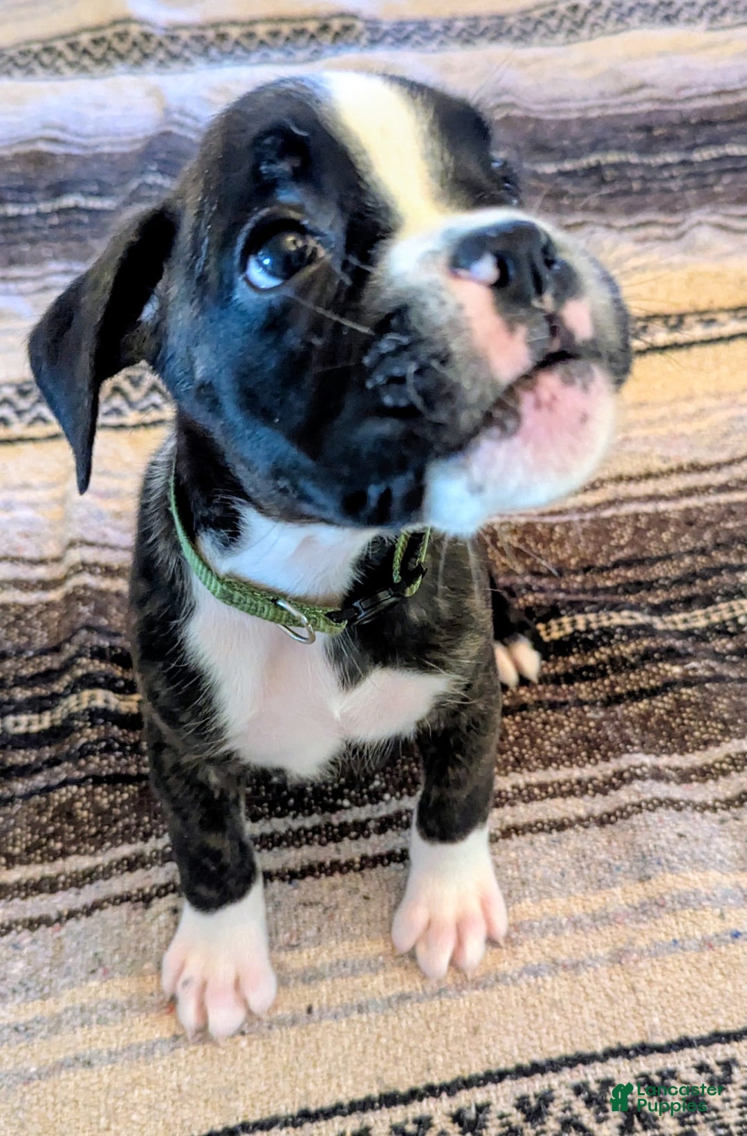 Boxer dogs for sale: Brody - Image 2