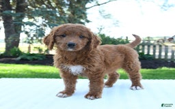 Mini Goldendoodle dogs for sale: Callie - Image 3