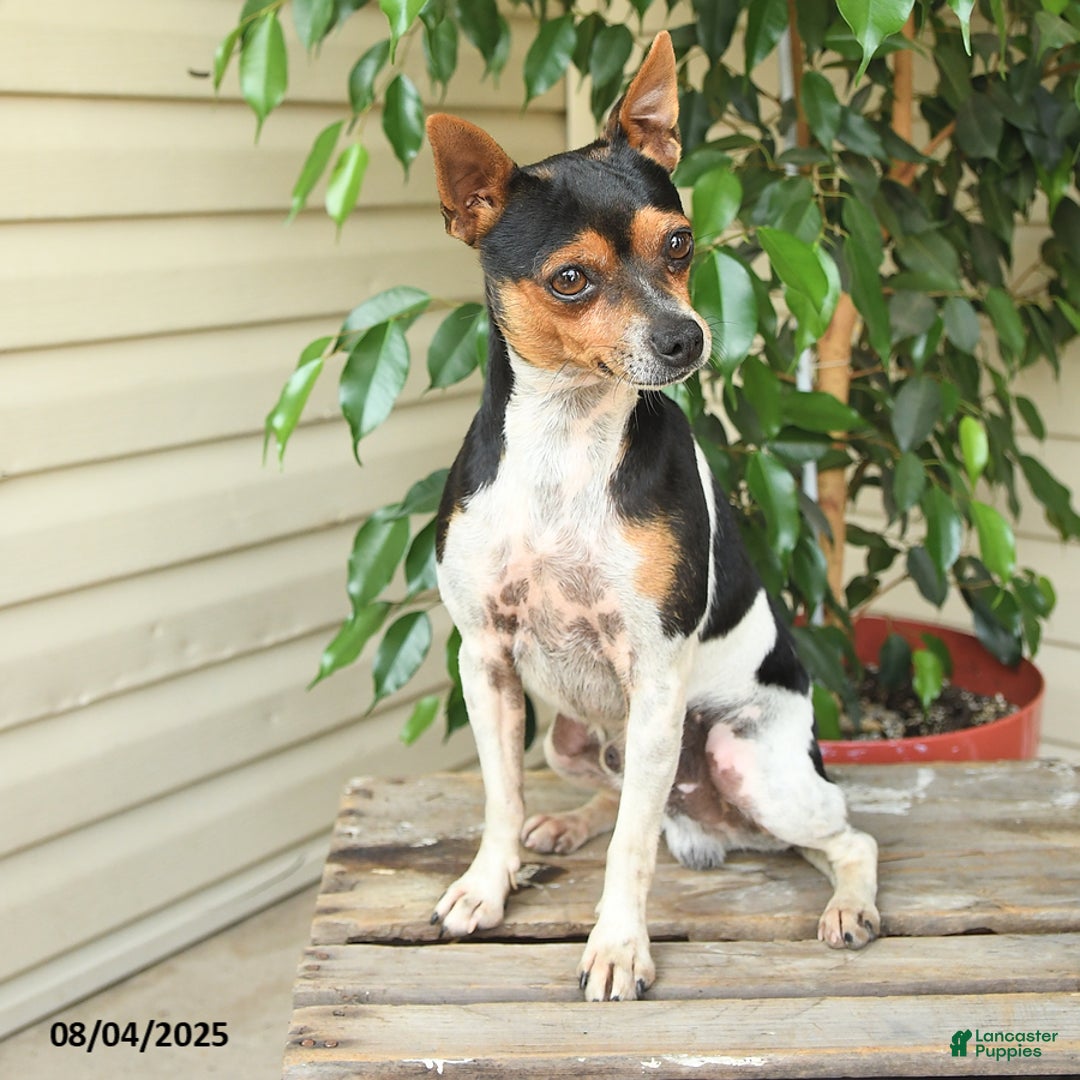 Rat Terrier dogs for sale: Pepper - Image 3