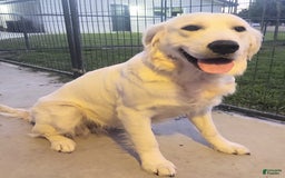 Golden Retriever dogs for sale: Brownie - Image 6