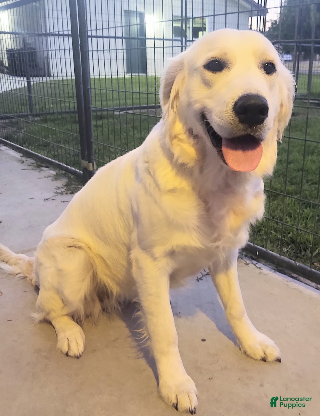 Golden Retriever dogs for sale: Brownie - Image 6