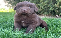 Newfoundland dogs for sale: Champ - Image 7