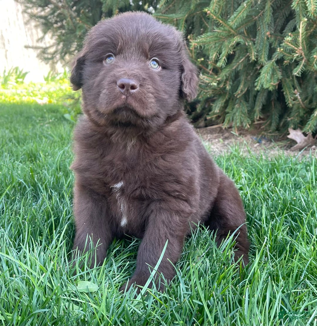 Newfoundland dogs for sale: Champ - Image 7