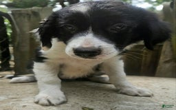 Border Collie dogs for sale: Ellie - Image 20