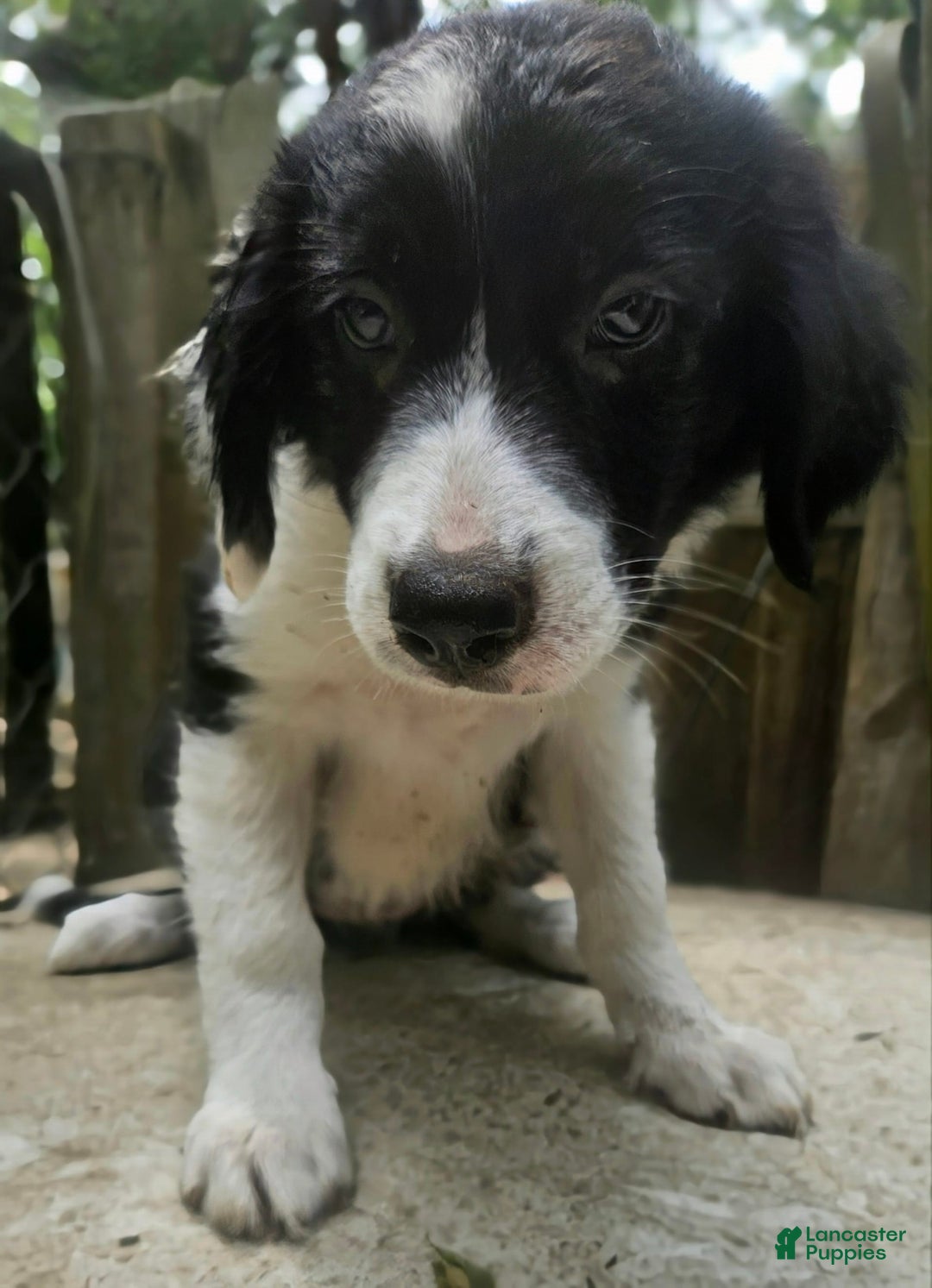 Border Collie dogs for sale: Ellie - Image 20