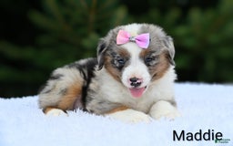 Miniature Australian Shepherd dogs for sale: Maddie - Image 3