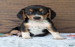 Beagle dogs for sale: Molly - Image 13