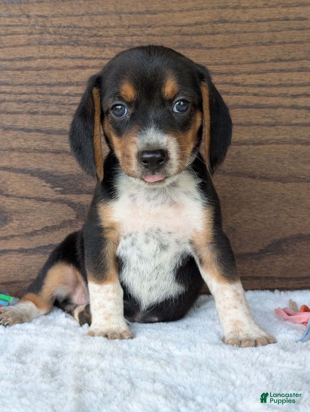 Beagle dogs for sale: Molly - Image 13