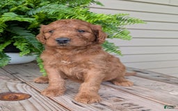 Goldendoodle dogs for sale: Dash - Image 30