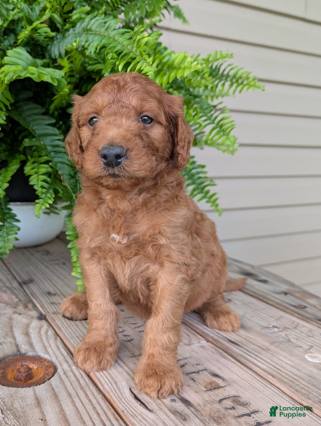 Goldendoodle dogs for sale: Dash - Image 30