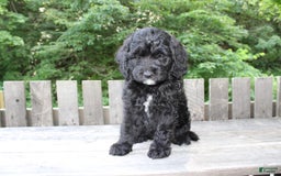 Mini Goldendoodle dogs for sale: Keith - Image 7