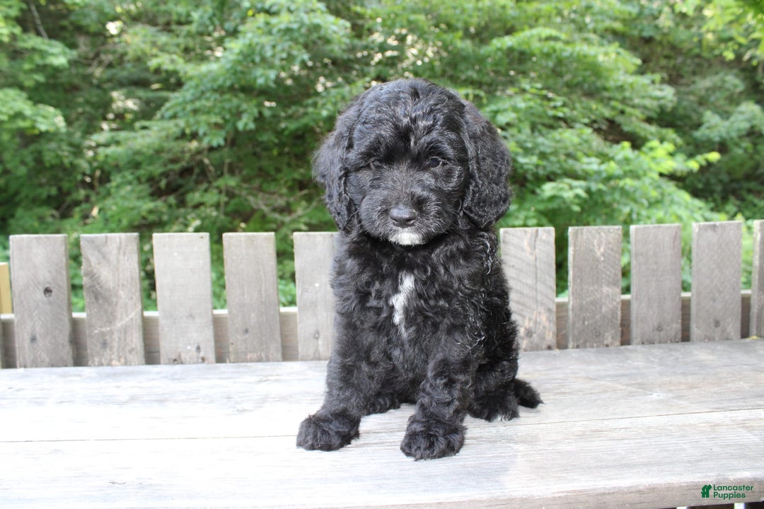 Mini Goldendoodle dogs for sale: Keith - Image 7