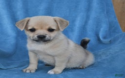 Welsh Corgi Pembroke dogs for sale: Welsh Corgi (Pembroke) 7 puppies - Image 3